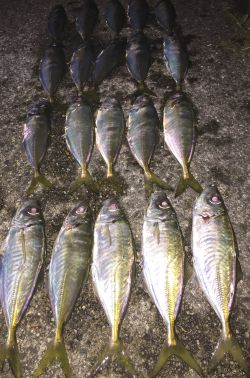 チビキャロスワンプ 瀬戸内ちりめん