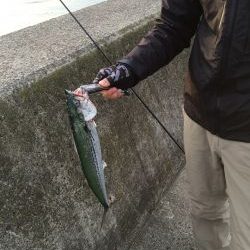 ジギングでサゴシ