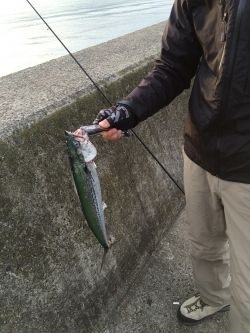 ジギングでサゴシ