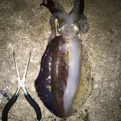 初のイカゲット