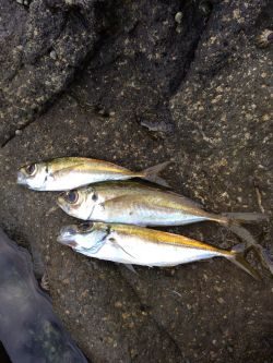 秋の味覚釣り