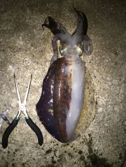 初のイカゲット