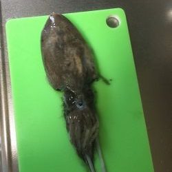 コウイカです‼︎