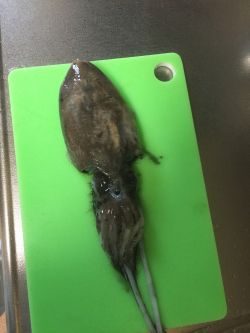 コウイカです‼︎