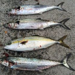 シーバス 青物高活性！