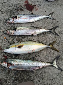 シーバス 青物高活性！