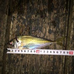 アジアジアジ〜太刀魚はいったい