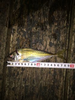 アジアジアジ〜太刀魚はいったい