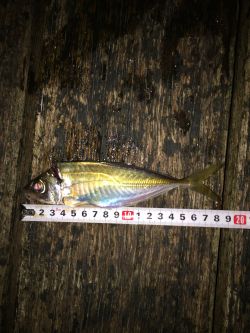 アジアジアジ〜太刀魚はいったい