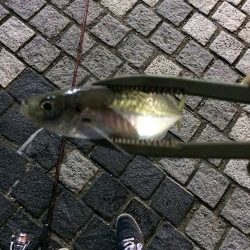 洲本港アジング！