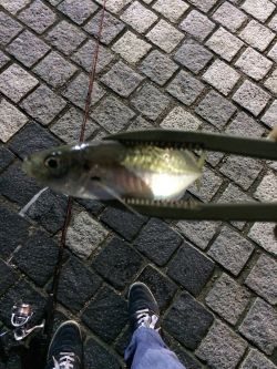 洲本港アジング！