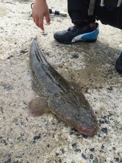 アジ飲ませにて