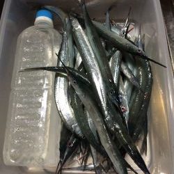 二週間ぶりのサヨリ