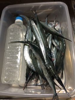 二週間ぶりのサヨリ