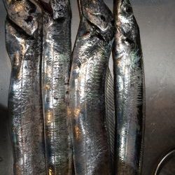 釣り人、少ない