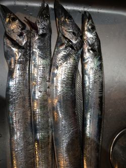 釣り人、少ない