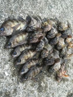 爆風デイゲーム