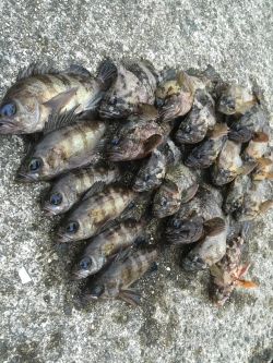 爆風デイゲーム