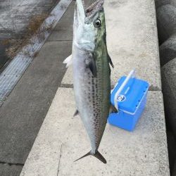 朝マヅメにサゴシ、太刀魚
