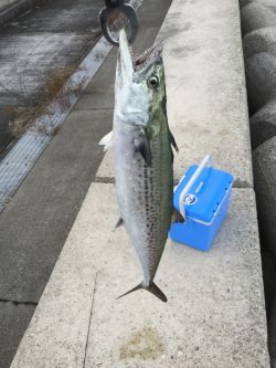 朝マヅメにサゴシ、太刀魚