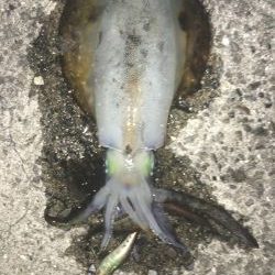 太刀魚のついで