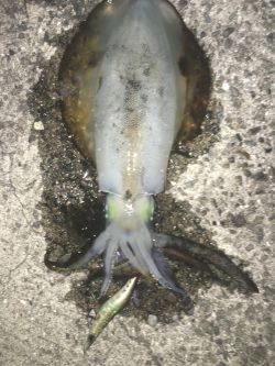 太刀魚のついで