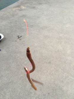 人工島上陸(^｡^)