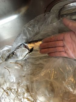 時間帯による？