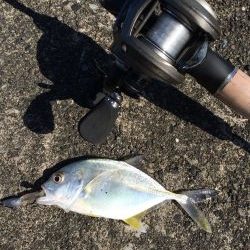 ベイトフェネスで