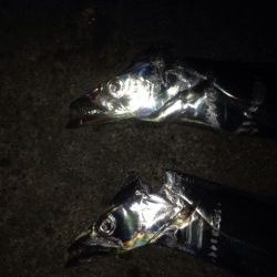 タチウオワインド