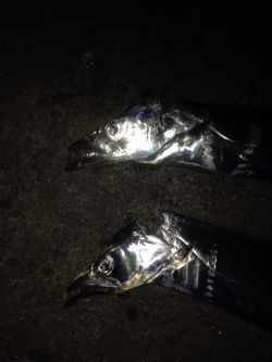 タチウオワインド