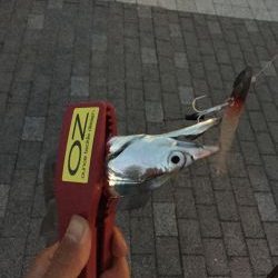 南港かなーり湾奥調査!