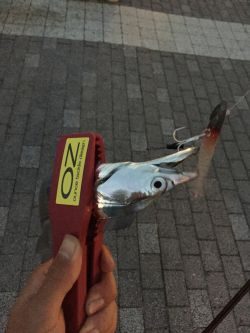 南港かなーり湾奥調査!