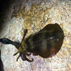 サイズがイマイチ…