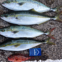 青物バクチョウ