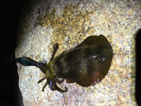 サイズがイマイチ…