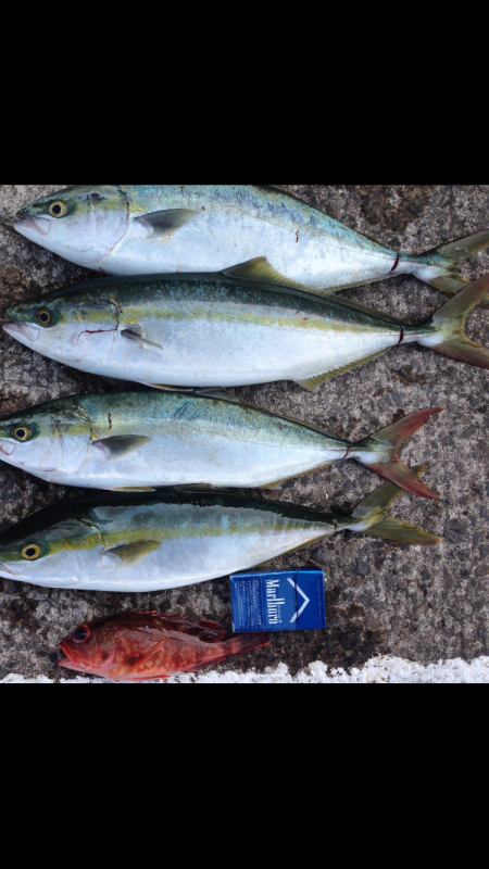 青物バクチョウ