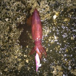 まだおるんかいなぁ^^;