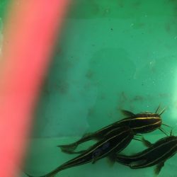 ファミリーフィッシング