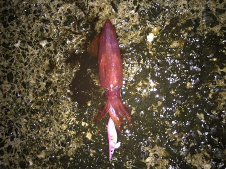 まだおるんかいなぁ^^;