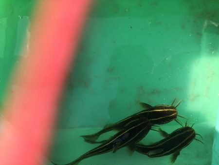 ファミリーフィッシング