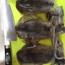 今日もアオリイカで