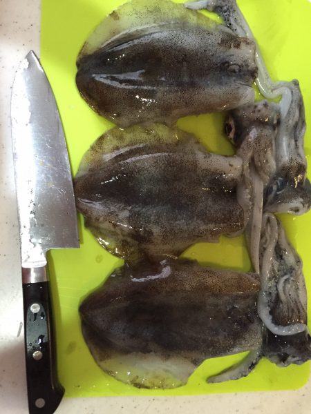 今日もアオリイカで