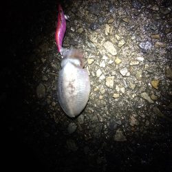 ナイトエギング