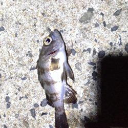 マイクロメバリング！