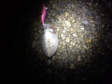 ナイトエギング