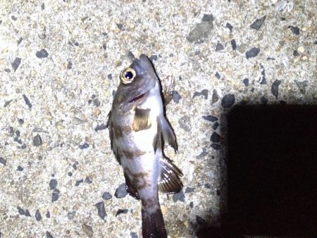 マイクロメバリング！