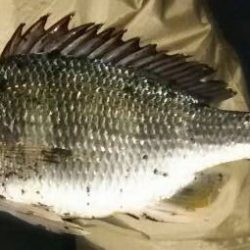 アオイソメでの探り釣り