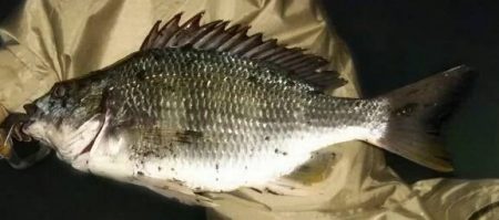 アオイソメでの探り釣り