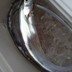 夕まずめ 太刀魚